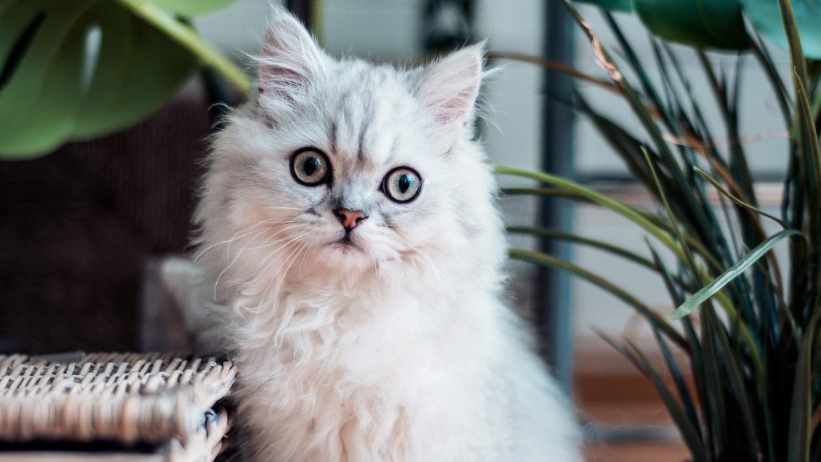 Spark or Slack: Unboxing the Dilemma of Virtual Pets—Fancy Fun or the End of Pet Duties?