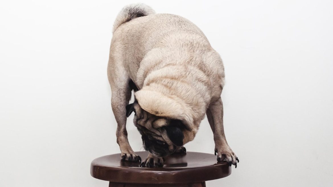 The Digital Companions Dilemma: Exploring Electric Pets – Amusement or Avoidance of Accountability?