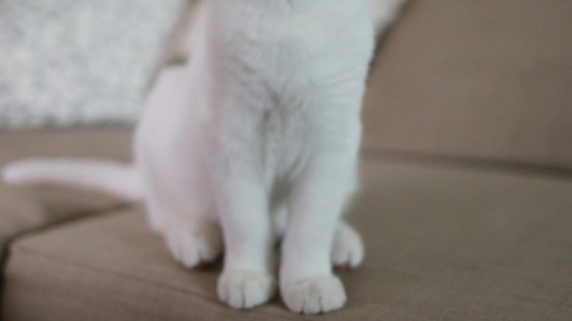 The Great Debate: Electronic Pets – Trendy Entertainment or Avoidance of Responsibility?