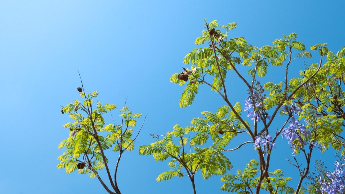 The Evolution of Electronic Pianos: Bridging the Gap Between Simulation and Authenticity