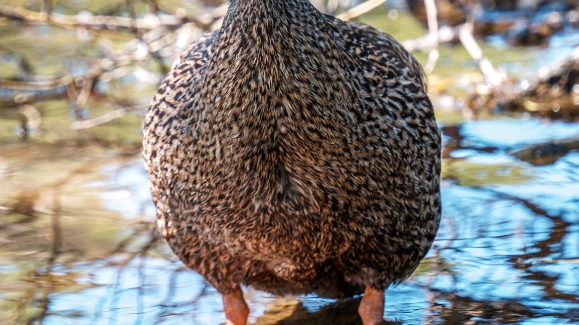 The Guardian of Secrets: Exploring the Privacy Features and Functionalities of Electronic Diaries