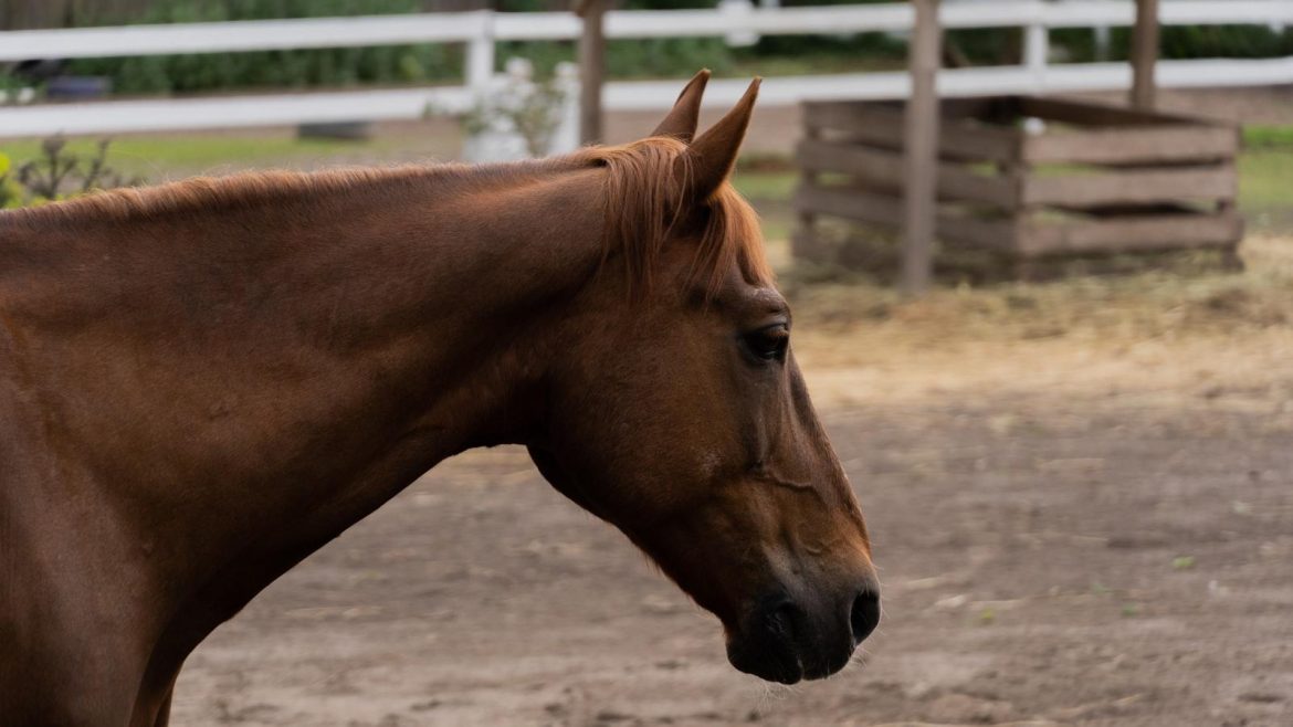 The Sound and Touch of a Real Piano: Exploring the Capabilities of Electronic Pianos